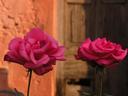 Roses.